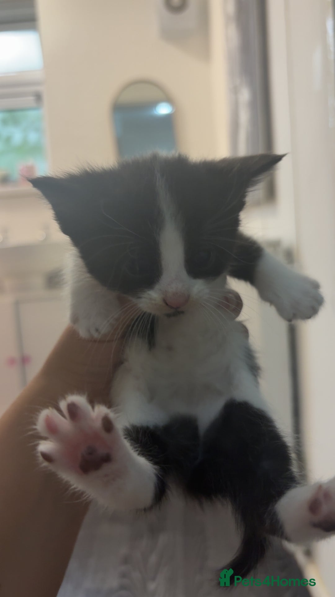 British Shorthair cats for sale: 6 beautiful black and white kittens - Image 14