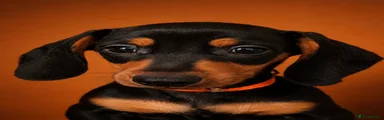 Boy ( Orange)