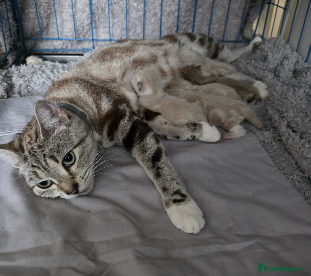 Mixed Breed cats for sale: Lovely mixed kittens 🐱😻😽👌 - Advert 11