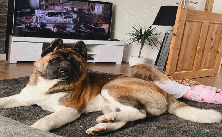 Akita dogs in Doncaster - Advert 1