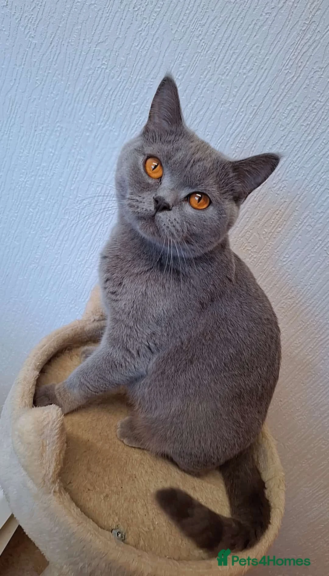 British Shorthair cats for sale: British short hair blue  - Advert 3
