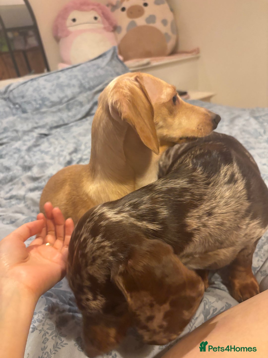 Dachshund dogs for sale: AD CURRENTLY ON HOLD  - Advert 3