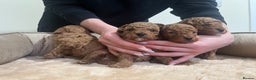 Toy Poodle dogs for sale: Pure toy poodle pups - Advert 12