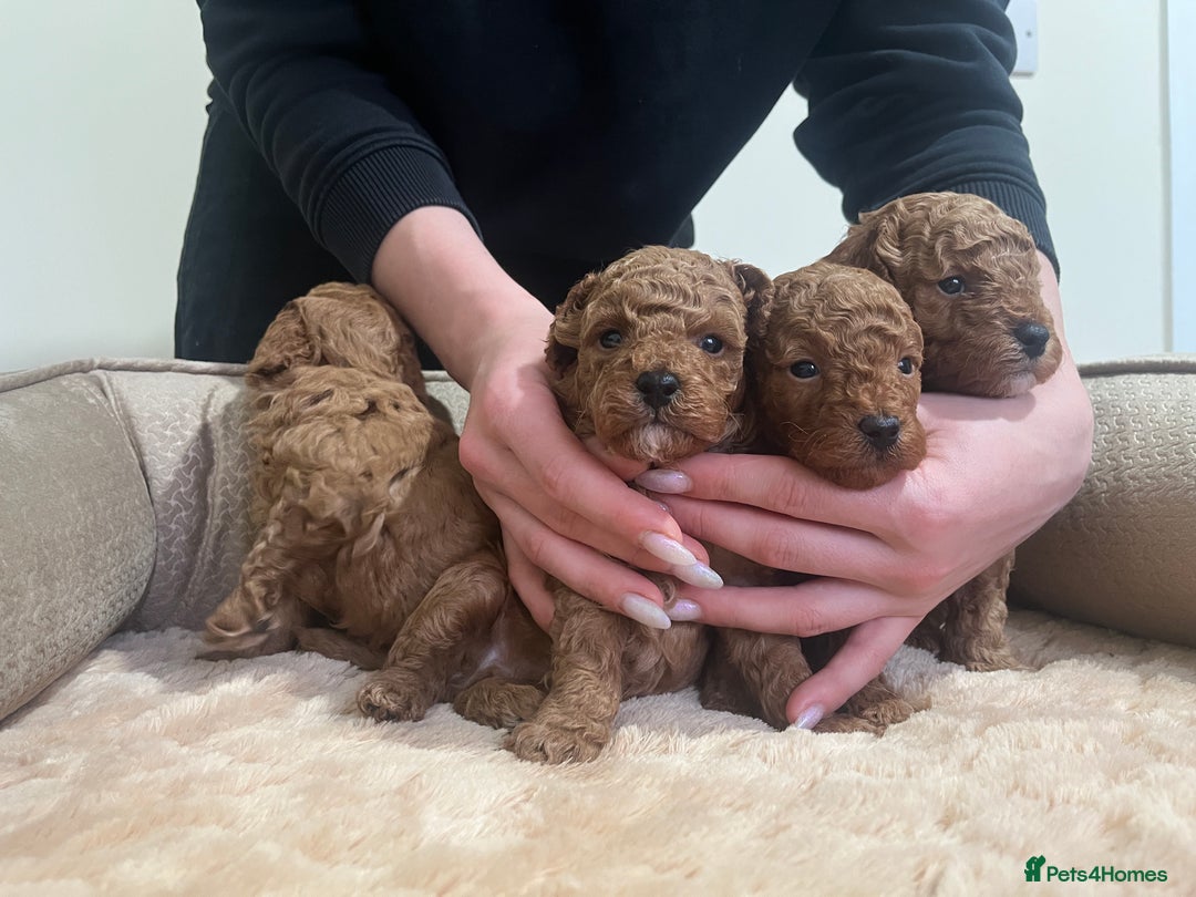 Toy Poodle dogs for sale: Pure toy poodle pups - Advert 12