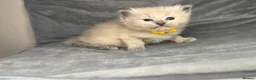 Ragdoll cats for sale: Beautiful mink ragdoll kittens  - Advert 11