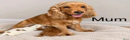 Cocker Spaniel dogs for sale: Show cocker spaniel pups extensively health tested - Advert 5