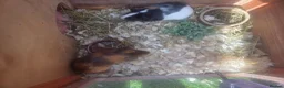Guinea Pig rodents for sale: 2 male guinea pigs - Advert 6