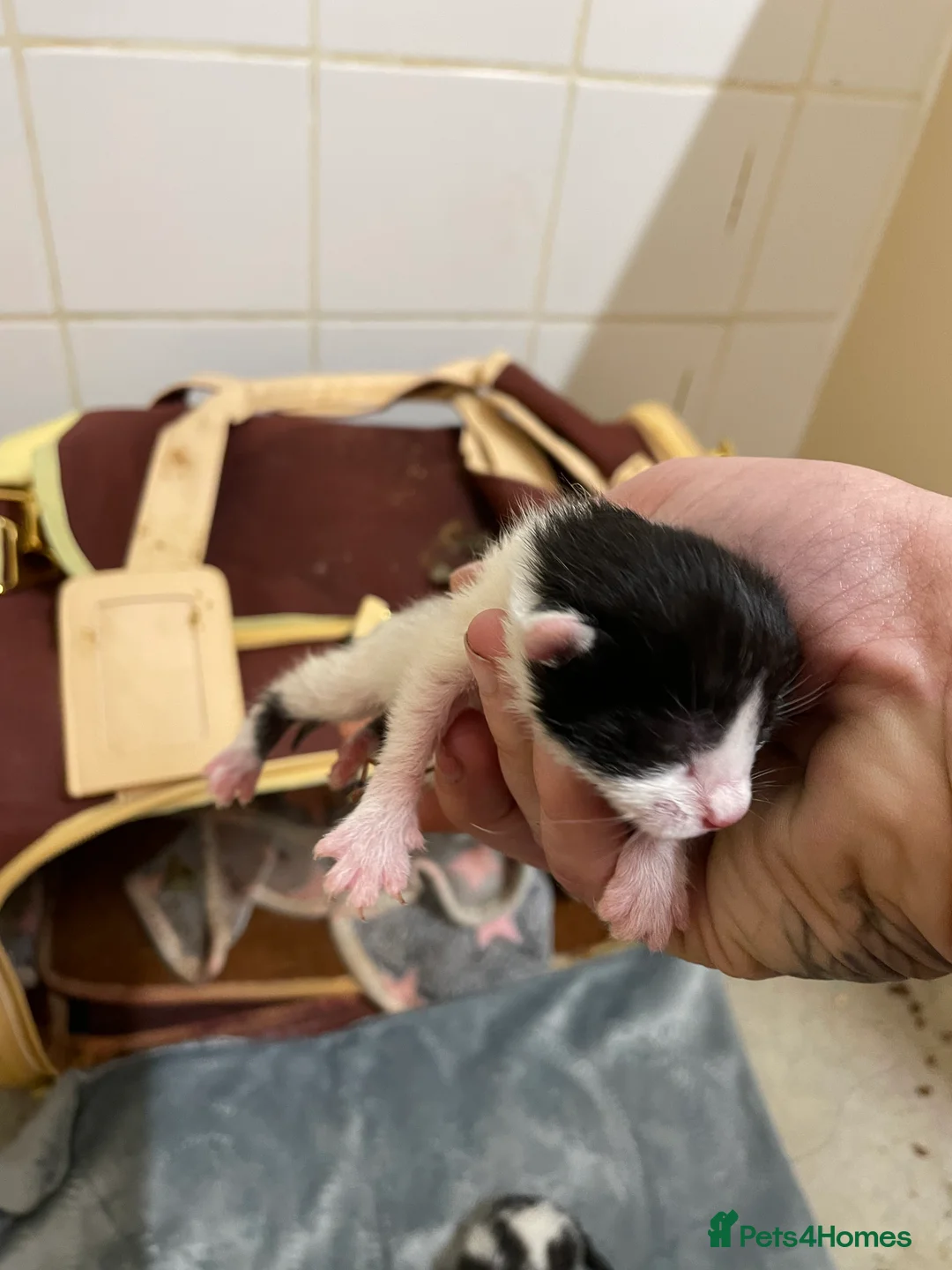 Mixed Breed cats for sale: Kittens  - Advert 6