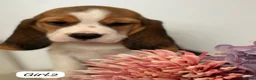 Beagle dogs for sale: ** Full pedigree beautiful beagles ** - Advert 13