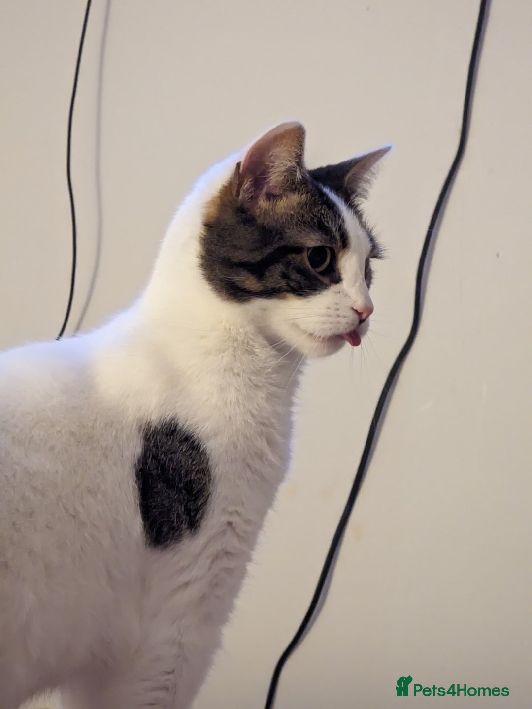 Mixed Breed cats for sale: Albie: Friendly white/tabby looking for new home - Advert 4