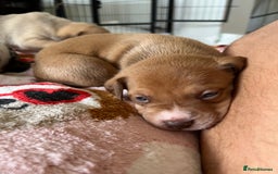 Mixed Breed dogs for sale: Staffy x Australian Kelpie  - Image 14