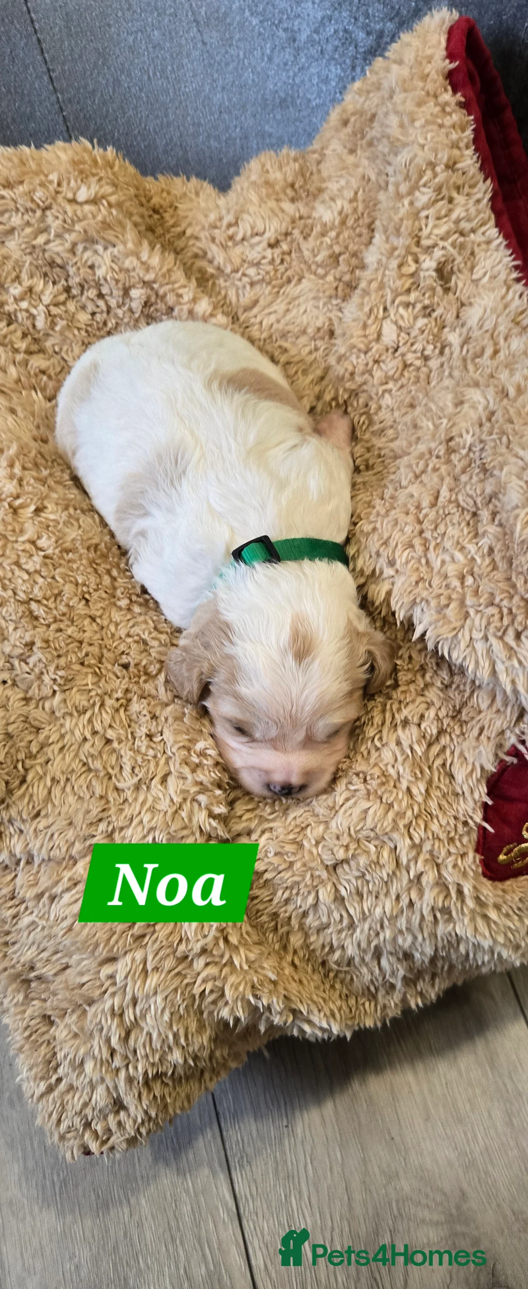 Cavachon dogs for sale: Cute cavachons - Advert 8