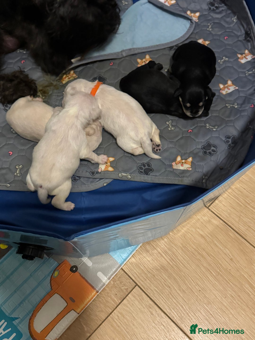 Miniature Schnauzer dogs for sale: KC registered Miniature Schnauzer Puppies - Advert 3