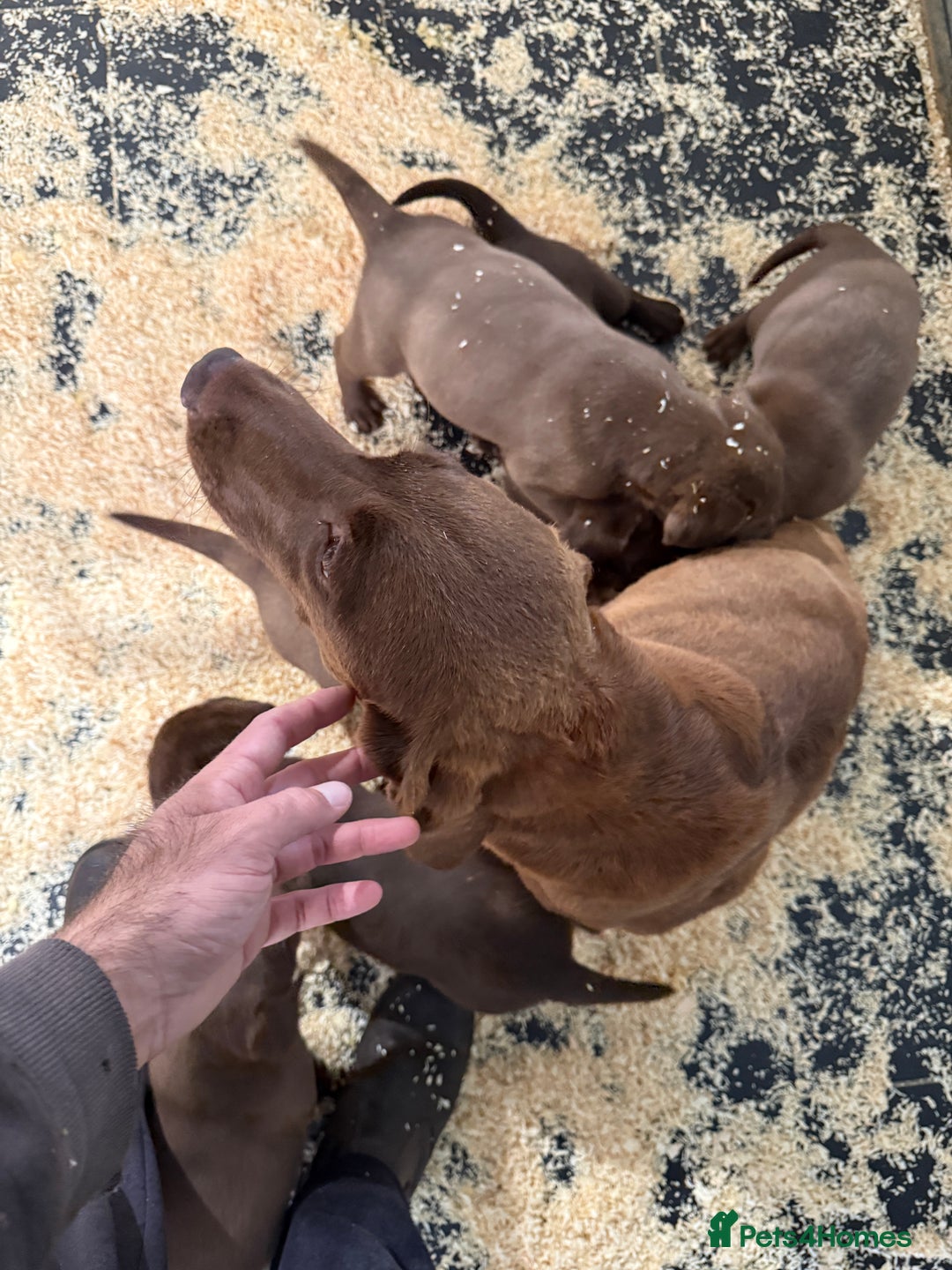 Labrador Retriever dogs for sale: Fantastic kc registered chocolate Labrador puppies - Image 11