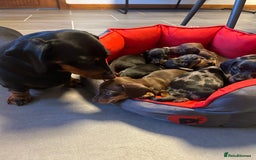 Miniature Dachshund dogs for sale: Miniature Dachshund  - Image 13