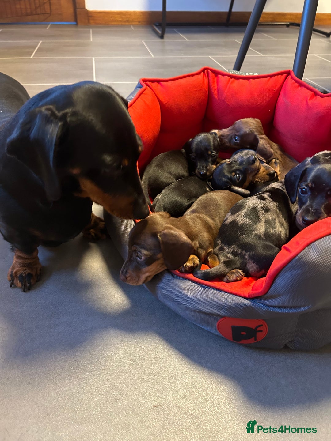 Miniature Dachshund dogs for sale: Miniature Dachshund  - Image 13