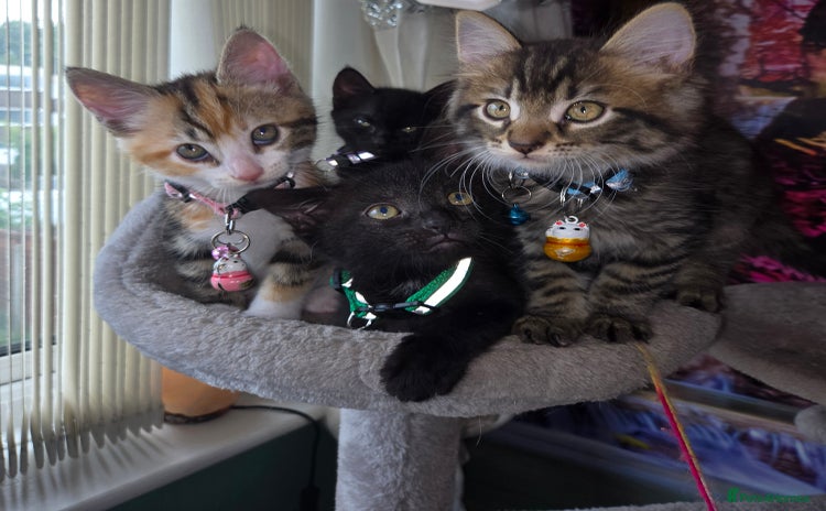 Mixed Breed cats for sale - Advert 1