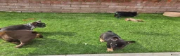 French Bulldog dogs for sale: French bulldog pups lovely colours  - Advert 14
