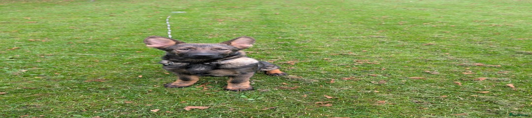 German Shepherd Puppy 4