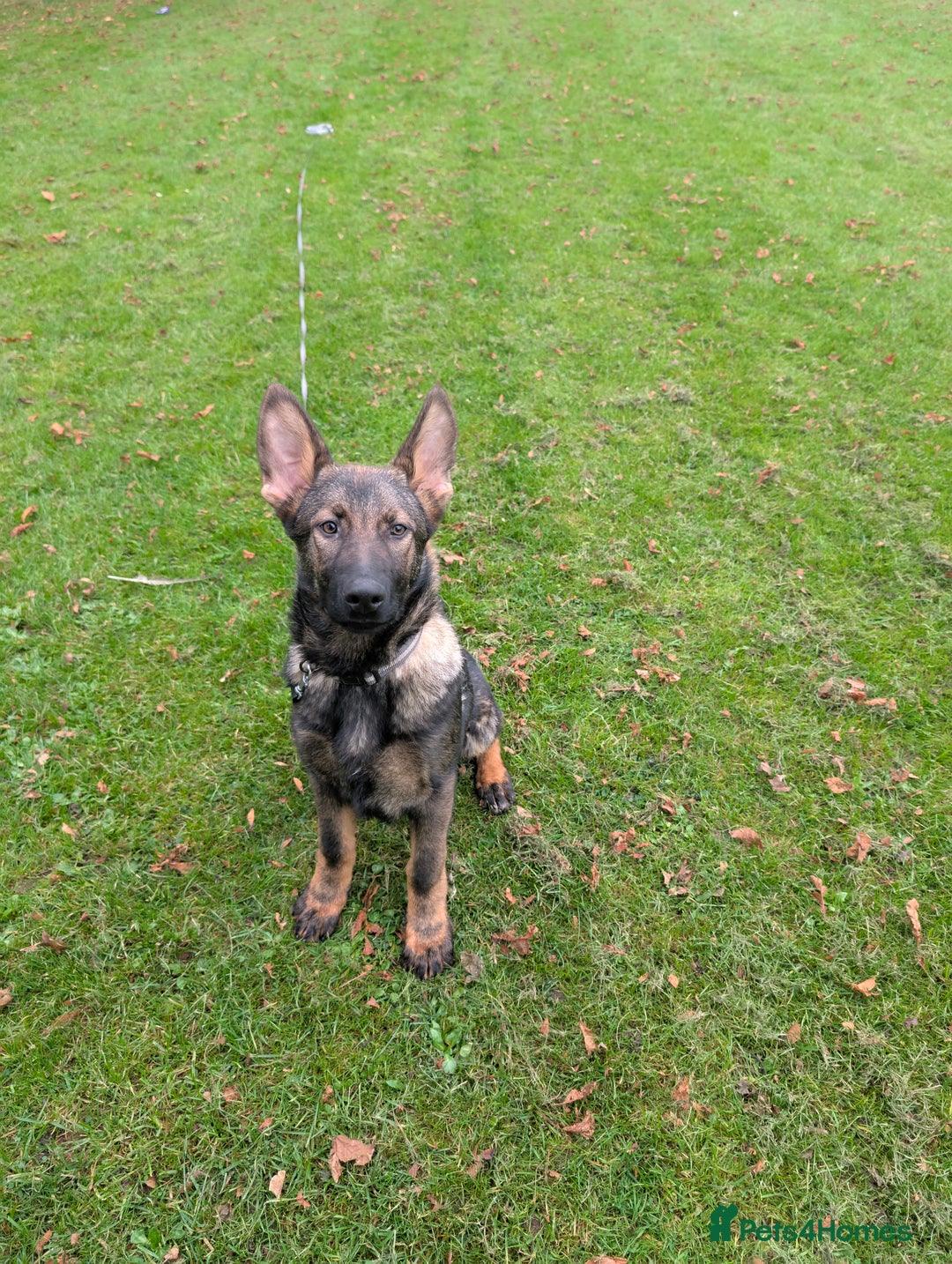 German Shepherd dogs for sale: German Shepherd puppies  - Image 12