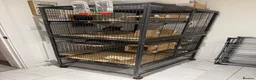 Chinchilla rodents for sale: Bonded Male Chinchillas (3 Yrs) + Everything in York - Advert 12