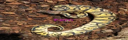 Python Snake reptiles for sale: Ball pythons (8mth). Pied/Firefly/Gene X/Mojave) - Advert 6