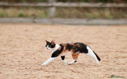 Domestic Shorthair cats for sale: 6 gorgeous kittens - Image 7