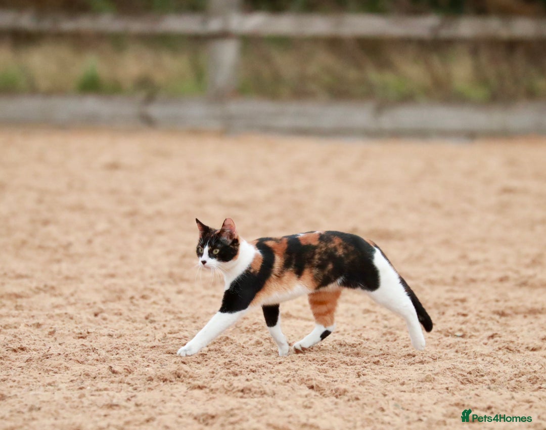 Domestic Shorthair cats for sale: 6 gorgeous kittens - Image 7