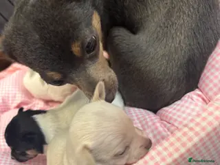 Chihuahua dogs Short hair, Chihuahuas - Advert 1