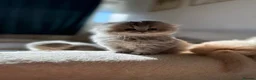 British Longhair cats for sale: Female  in London - Advert 7