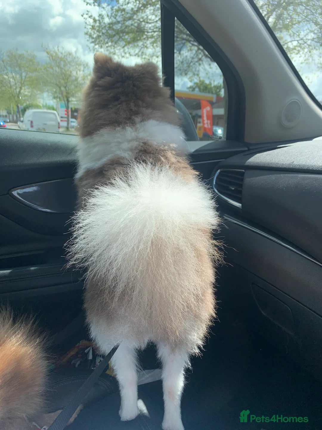 Pomeranian dogs for stud: Tiny Lilac Parti Carrying Tan points in Dartford - Advert 5