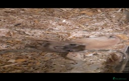 Gerbil rodents for sale: 3 gerbils +cage +supplies for sale  - Advert 1