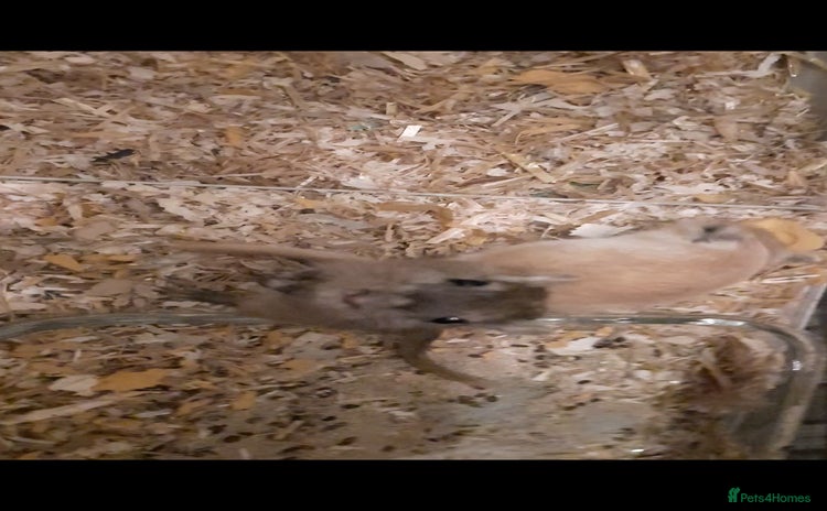 Gerbil rodents 3 gerbils +cage +supplies for sale  - Advert 5