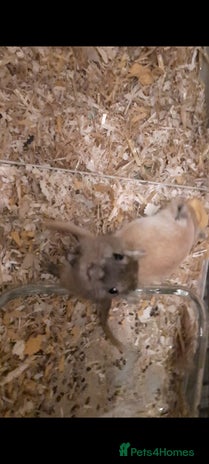 Gerbil rodents 3 gerbils +cage +supplies for sale - Advert 1