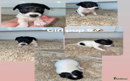 Jack Russell dogs for sale: Jack Russel puppy's  - Image 9