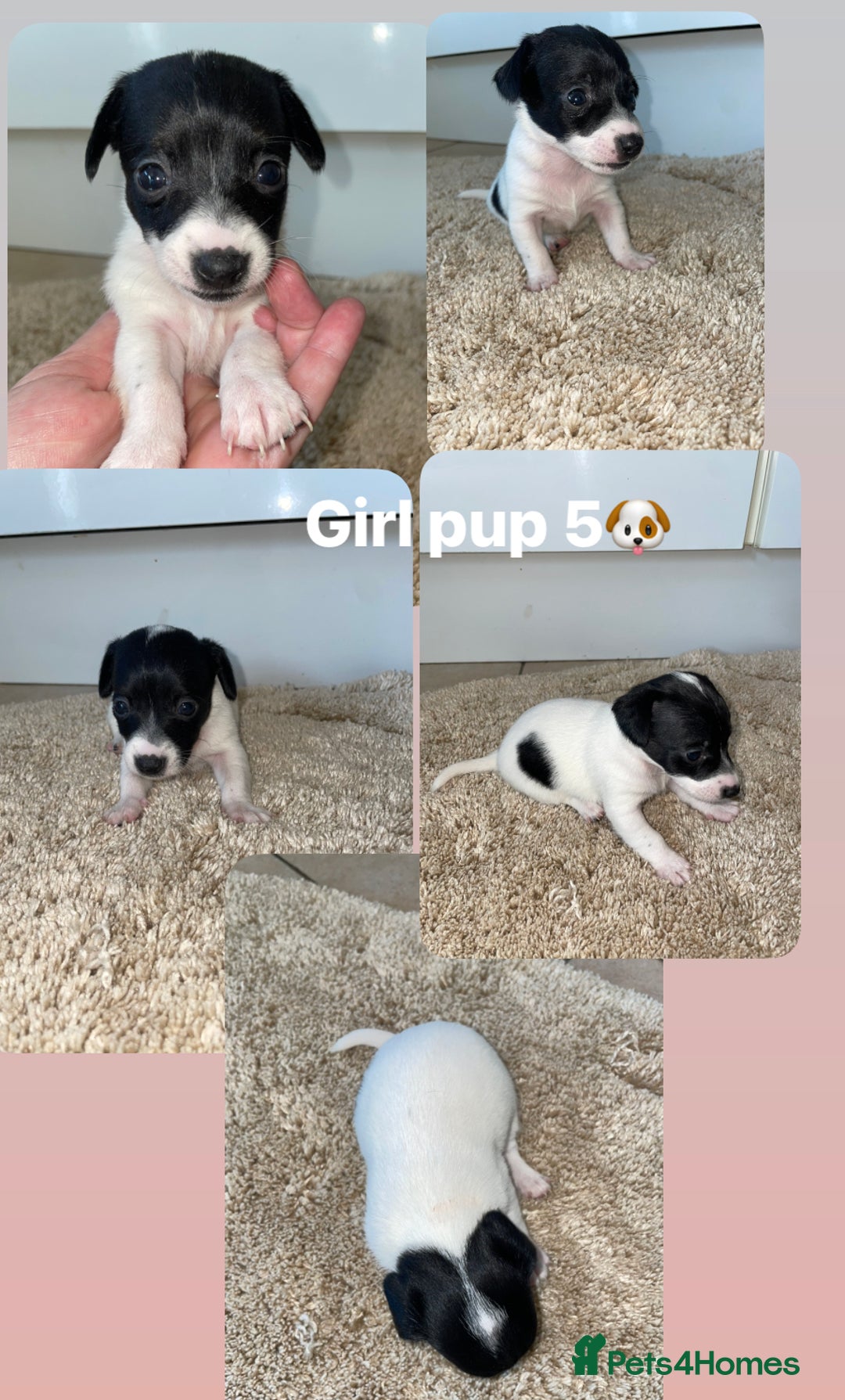 Jack Russell dogs for sale: Jack Russel puppy's  - Image 9