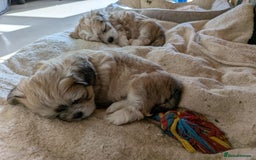 Mixed Breed dogs for sale: Lhasa Apso puppies in Kent - Image 15