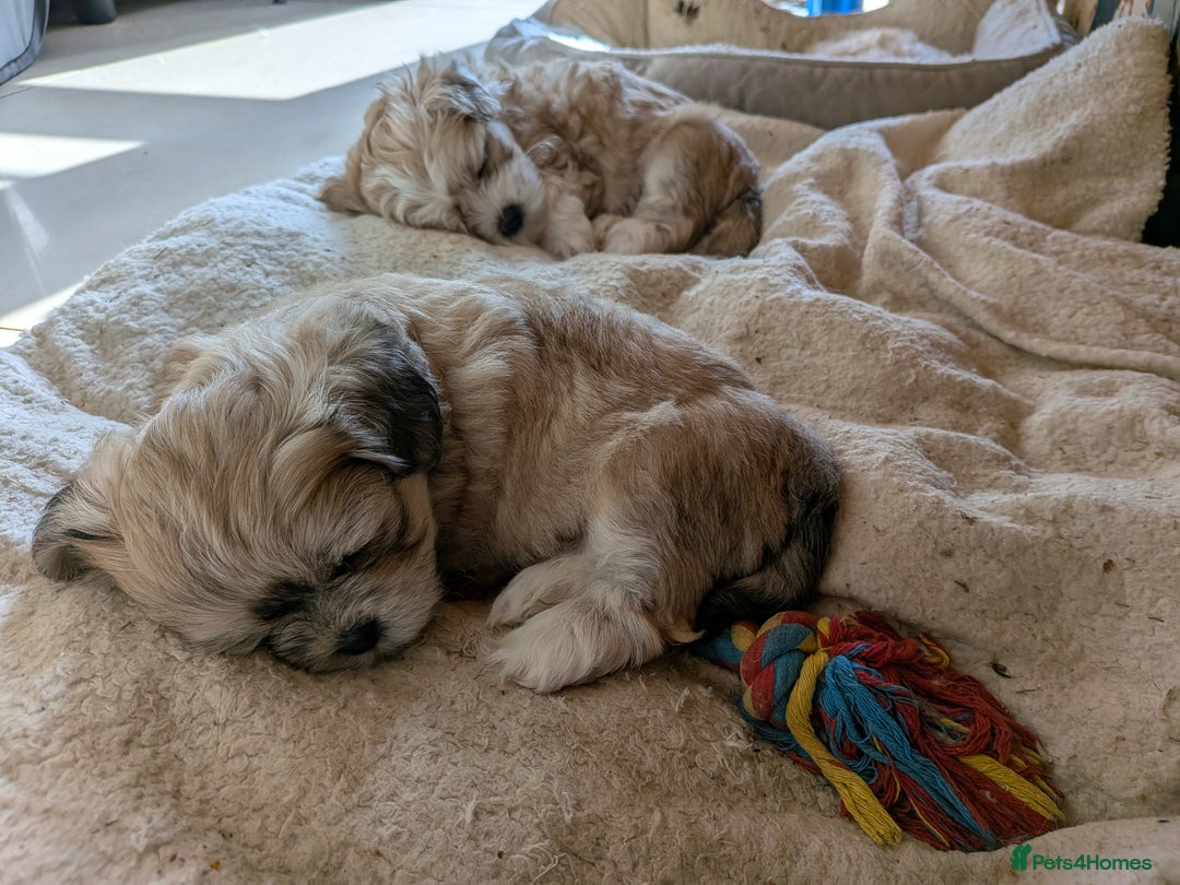 Mixed Breed dogs for sale: Lhasa Apso puppies in Kent - Image 15