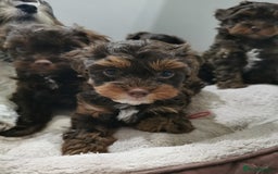 Shorkie dogs for sale: Adorable Biewer-Shih Tzu Cross Puppies  - Advert 7