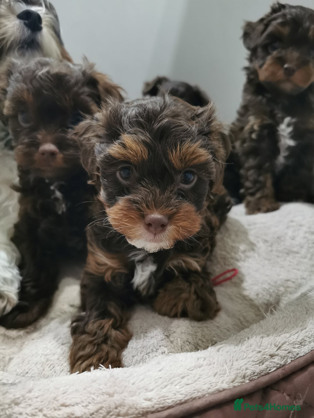 Shorkie dogs for sale: Adorable Biewer-Shih Tzu Cross Puppies  - Advert 7