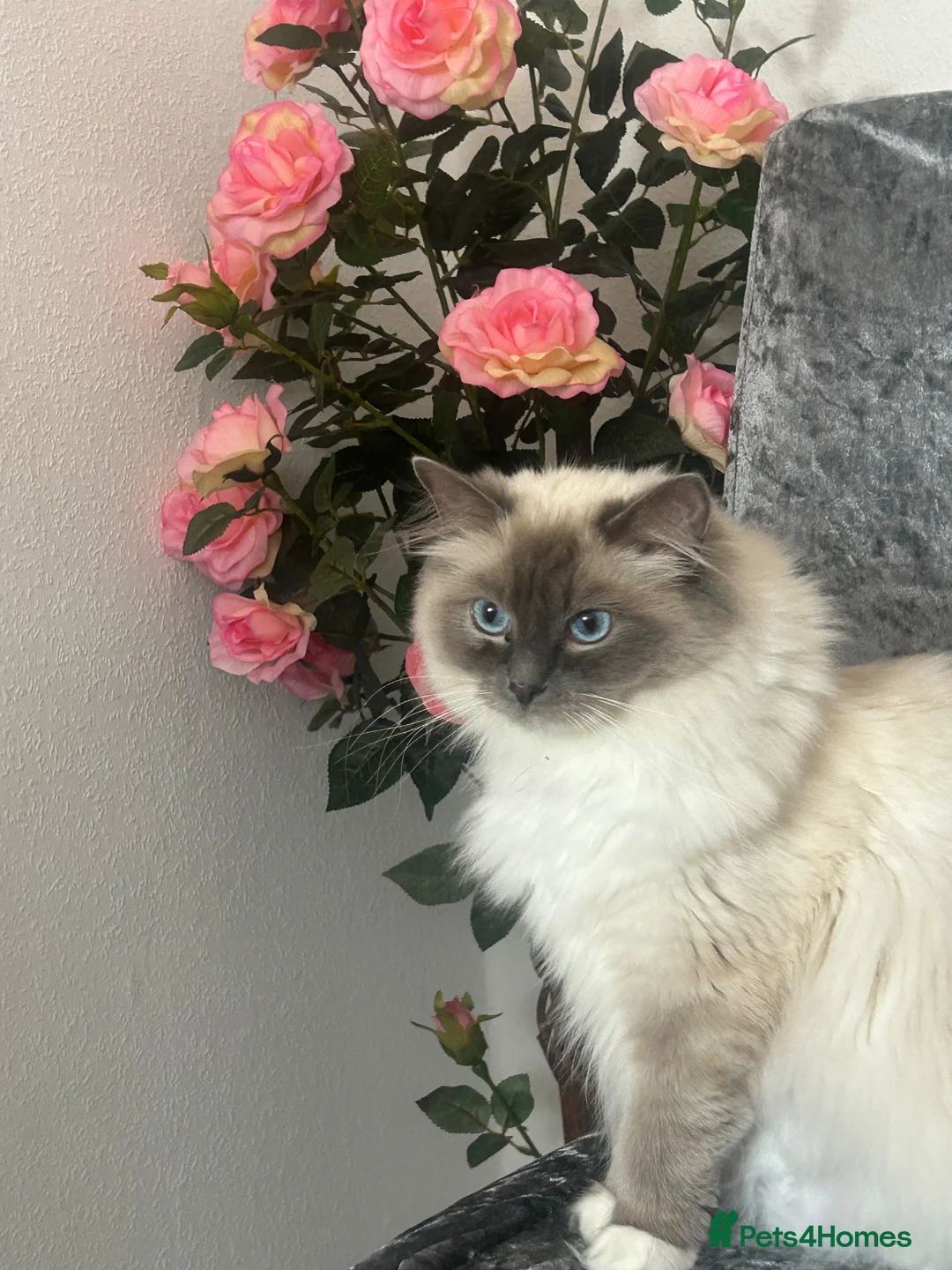 Ragdoll cats for sale: Ragdoll - Advert 1