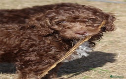 Australian Labradoodle dogs for sale: 🧡💚💙Last girl available, fully health test💙💚🧡 - Image 17