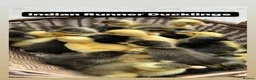 Ducks poultry for sale: Ducklings and starter sets  - Advert 1