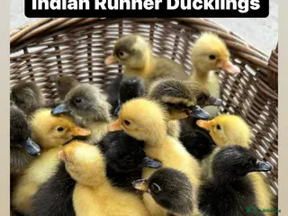 Ducks poultry for sale: Ducklings and starter sets - Advert 3