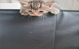 Bengal cats for sale: Ready now Beautiful Bengal kittens  - Image 18