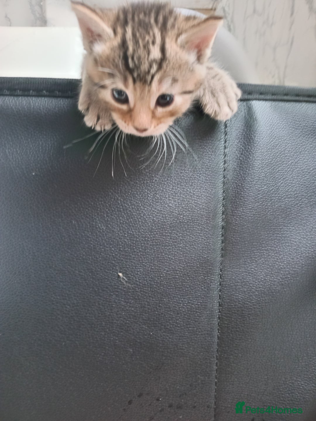 Bengal cats for sale: Ready now Beautiful Bengal kittens  - Image 18