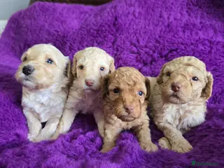 Cockapoo dogs 2 boys & 2 girls. F1B Cockapoos. DNA Tested. - Advert 19