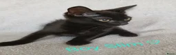 Mixed Breed cats for sale: Cute Kittens - Advert 8