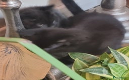 Tonkinese cats for sale: 2 male half tonkinese kittens for sale - Image 3