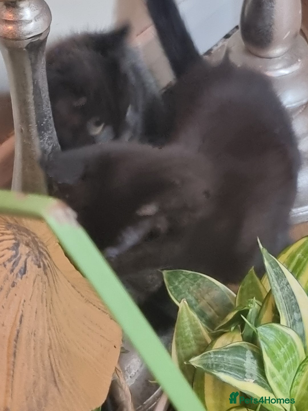 Tonkinese cats for sale: 2 male half tonkinese kittens for sale - Image 3